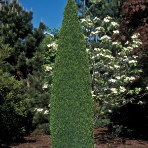 borievka obyčajná,juniperus communis compressa,borievky,borievka,juniperus