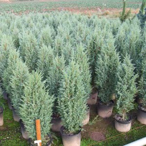 borievka obyčajná,juniperus communis compressa,borievky,borievka,juniperus