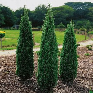 borievka obyčajná,juniperus communis compressa,borievky,borievka,juniperus