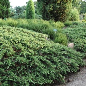 borievka obyčajná green carpet, juniperus communis green carpet, borievka, borievka obyčajná