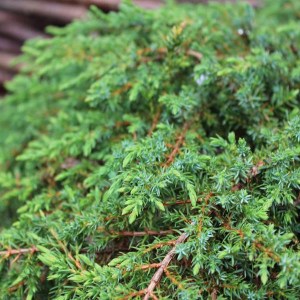 borievka obyčajná green carpet, juniperus communis green carpet, borievka, borievka obyčajná