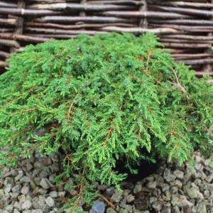 borievka obyčajná green carpet, juniperus communis green carpet, borievka, borievka obyčajná