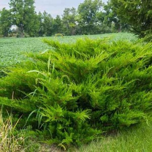 borievka pfitzeriana, juniperus pfitzeriana, borievka, borievky