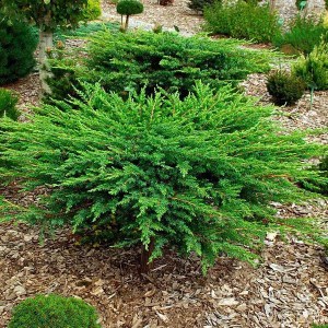 borievka pobrežná schlager, juniperus conferta schlager, borievka pobrežná, juniperus schlager