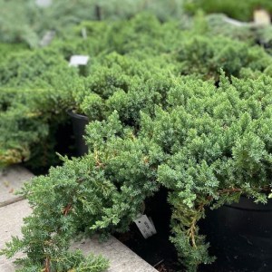 borievka,nana,procumbens,ihličnany,okrasné dreviny,pôdopokryvné rastliny,solitér