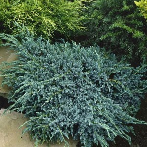 borievka šupinatá blue carpet. juniperus squamata blue carpet, borievka, borievka šupinatá, modrá borievka, borievky, borievka blue carpet