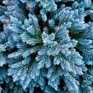 Borievka šupinatá Blue Star. Modrá hviezda. Juniperus squamata Blue Star