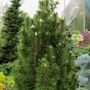 borovica čierna 175-200cm, pinus nigra, borovica, borovica nigra, borovica čierna, borovica cierna