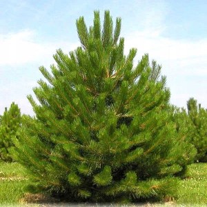 borovica čierna 80-100cm, pinus nigra, borovica, borovica nigra