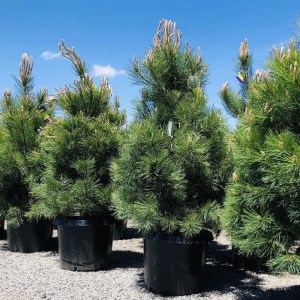 borovica,čierna,rakúska,Pinus nigra,Austriaca,ihličnany,stálezelené stromy,parky,vetrolamy