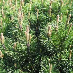 borovica, borovica horská gnom. pinus mugo gnom, borovica horská, borovica gnom