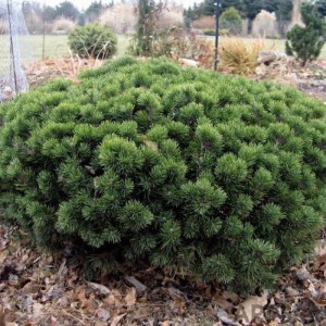 Borovica horská Hnízdo, Pinus mugo Hnízdo nízka kompaktná stálezelená ihličnatá drevina