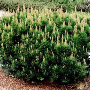 borovica horská, borovica horska, kosodrevina, pinus mugo var.mughus, pinus mugo , pinus mugo mughus, kosodrevina horská, pinus, kosodrevina 50-60cm, borovica horská 50-60cm