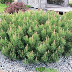 borovica horská, borovica horska, kosodrevina, pinus mugo var.mughus, pinus mugo , pinus mugo mughus, kosodrevina horská, pinus
