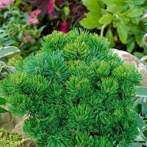 borovica,horská,Picobello,Pinus mugo,ihličnany,trpasličie dreviny,stálezelené rastliny,skalky,nádoby