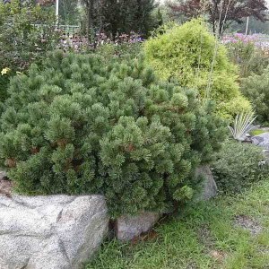 Borovica horská Pumilio. Pinus mugo Pumilio.