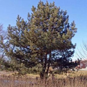 sadenica borovica lesná, borovica lesná, sadenica borovica, borovica, pinus, pinus sylvestris, sadenice borovice