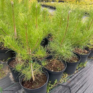 borovica lesná, pinus sylvestris, borovica, borovica lesna, pinus