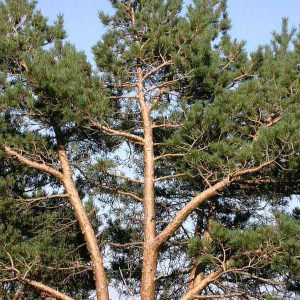 borovica lesná, pinus sylvestris, borovica, borovica lesna, pinus, borovica lesná 60-80cm, borovica obyčajná