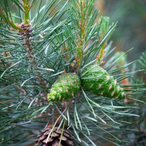 borovica lesná, pinus sylvestris, borovica, borovica lesna, pinus