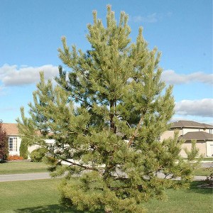 sadenica borovica lesná, borovica lesná, sadenica borovica, borovica, pinus, pinus sylvestris, sadenice borovice, borovica lesná 100-120cm, borovica obyčajná 100-120cm