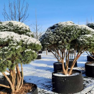 Borovica lesná Watereri 175-200cm, Pinus sylvestris Watereri okrasná ihličnatá drevina  M