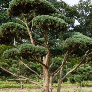 Borovica lesná Watereri 175-200cm, Pinus sylvestris Watereri okrasná ihličnatá drevina  M