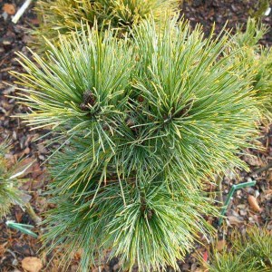 borovica limbová, pinus cembra, borovica limba, borovica limbova, borovica, limba