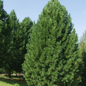 borovica limbová 140-160cm, pinus cembra, borovica limba, borovica limbova, borovica, limba