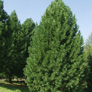 borovica limbová, pinus cembra, borovica limba, borovica limbova, borovica, limba