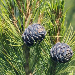 borovica limbová, pinus cembra, borovica limba, borovica limbova, borovica, limba