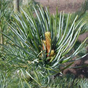 borovica málokvetá bonsai, borovica, borovica málokvetá, borovica bonsai, bonsaj z borovice