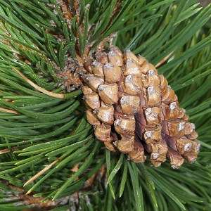 borovica pyrenejská, pinus uncinata, borovica v kvetináči, borovica v črepníku, vianočná borovica, borovica pyrenejská 150-175cm