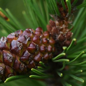 borovica pyrenejská, pinus uncinata, borovica v kvetináči, borovica v črepníku, vianočná borovica, borovica pyrenejská 150-175cm