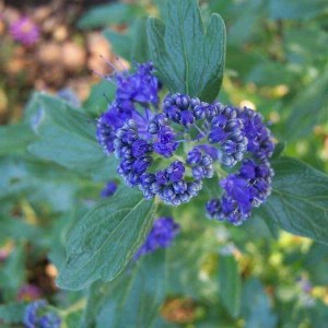 bradavec klandonský heavenly blue, caryopteris clandonensis heavenly blue, bradavec klandonský, bradavec heavenly blue, caryopteris, caryopteris clandonensis, caryopteris clandonensis heavenly blue