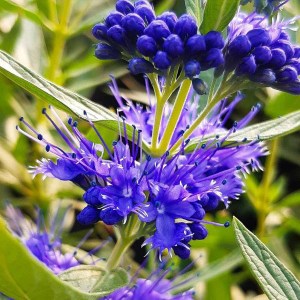 bradavec sivý, caryopteris incana, bradavec sivy, caryopteris, incana