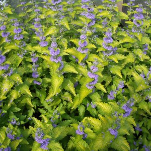 bradavec sivý, caryopteris incana, bradavec sivy, caryopteris, incana