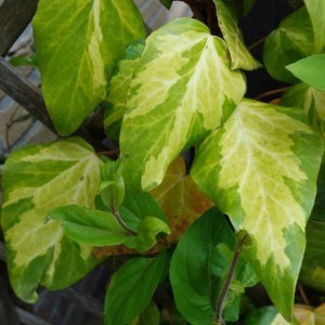 brečtan kolchický sulphur heart, hedera colchica sulphur heart, brečtan sulphur heart, hedera sulphur heart, brečtan kolchický