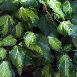 brečtan kolchický sulphur heart, hedera colchica sulphur heart, brečtan sulphur heart, hedera sulphur heart, brečtan kolchický