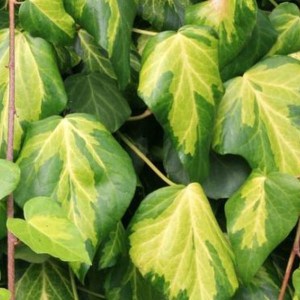 brečtan kolchický sulphur heart, hedera colchica sulphur heart, brečtan sulphur heart, hedera sulphur heart, brečtan kolchický