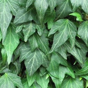 brečtan popínavý green ripple, hedera helix green ripple, brečtan popínavý, brečtan