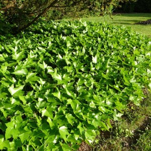 brečtan popínavý green ripple, hedera helix green ripple, brečtan popínavý, brečtan