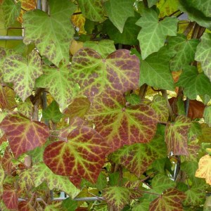 brečtan popínavý woerner, hedera helix woerner, brečtan woerner, brečtan popínavý, brečtan