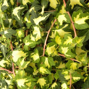 brečtan popínavý yellow ripple, hedera helix yellow ripple, brečtan popínavý, hedera helix, brečtan, brečtan yellow ripple