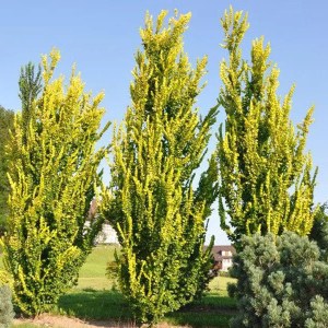 brest holandský wredei, brest holandský, brest, brest wredei, ulmus hollandica, ulmus, ulmus hollandica wredei, zlatý brest, brest holandský wredei 175-200cm