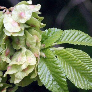 brest hrabolistý. ulmus minor, brest hrabolisty. ulmus minor, brest, ulmus