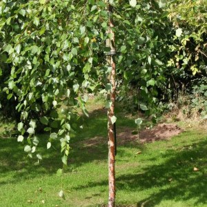 breza čierna summer cascade, betula nigra summer cascade, breza čierna, breza, betula nigra, breza cierna, čierna breza, breza summer cascade