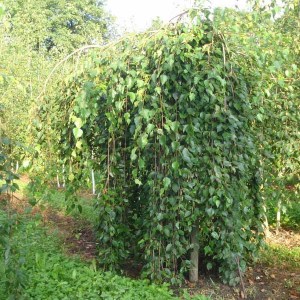 breza čierna summer cascade, betula nigra summer cascade, breza čierna, breza, betula nigra, breza cierna, čierna breza, breza summer cascade