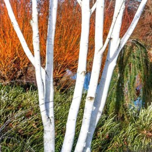 breza himalájska doorenbos tvar viackmeň 320-350cm, betula utilis doorenbos, breza himalájska doorenbos viackmeň, betula utilis doorenbos viackmeň, breza tvar viackmeň