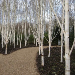 breza himalájska jacquemontii, breza jacquemontii, breza himalájska, betula utilis jacquemontii, betula utilis jacquemontii 400-450cm